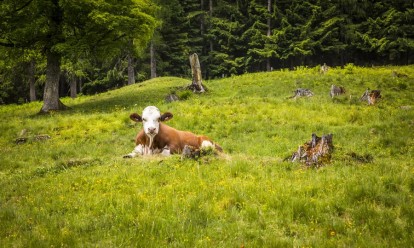 Kühe grasen